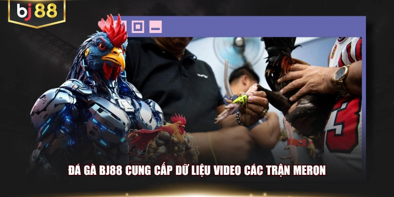 Đá Gà BJ88 cung cấp dữ liệu video các trận Meron