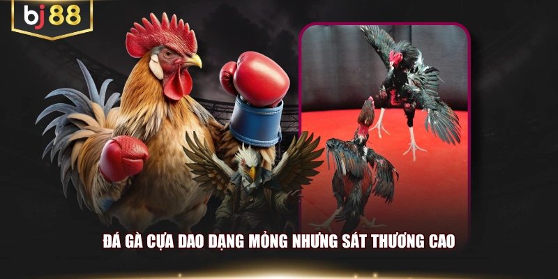 Đá gà cựa dao dạng mỏng nhưng sát thương cao