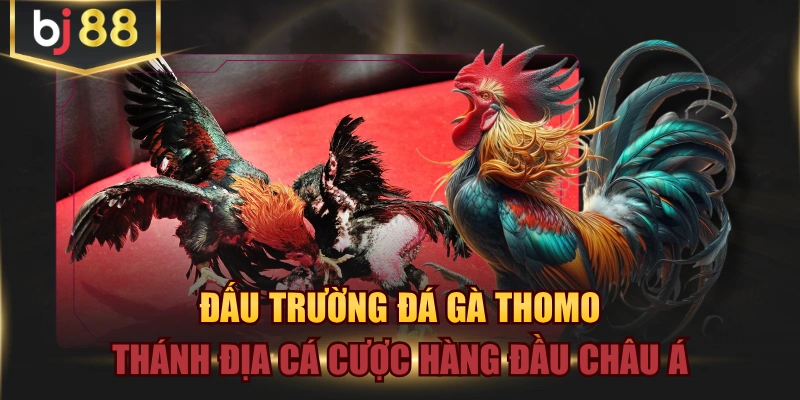 Đấu Trường Đá Gà Thomo Thánh Địa Cá Cược Hàng Đầu Châu Á