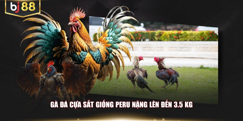 Gà đá cựa sắt giống Peru nặng lên đến 3.5 kg