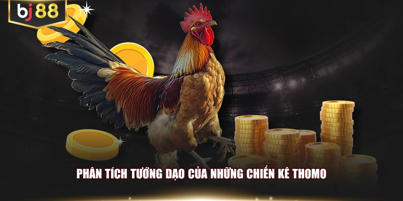 Phân tích tướng dạo của những chiến kê Thomo