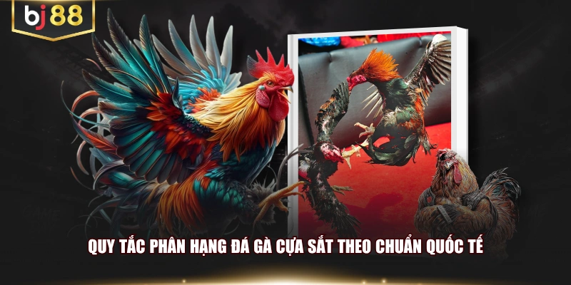 Quy tắc phân hạng đá gà cựa sắt theo chuẩn quốc tế