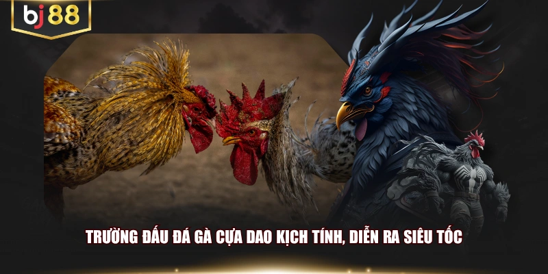 Trường đấu đá gà cựa dao kịch tính, diễn ra siêu tốc